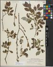 Foto von Salix myrsinifolia Salisb. x Salix phylicifolia L.